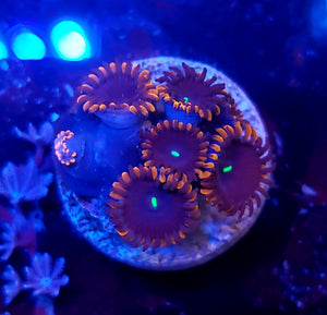 Red People Eater Zoas