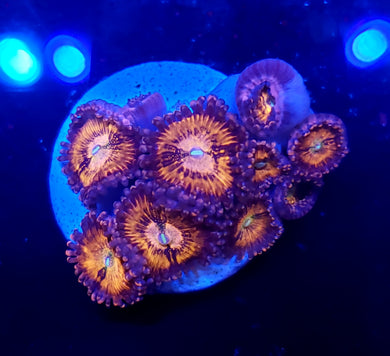 Pink Sakura Zoas