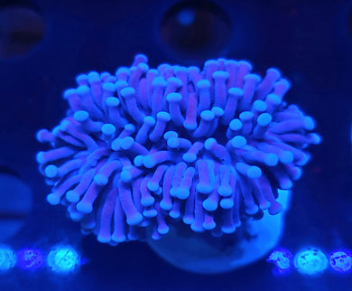 Pink Tip Purple Torch