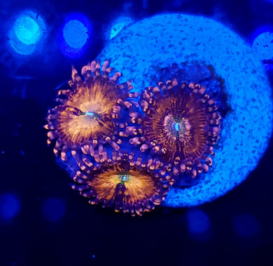 Pink Sakura Zoas