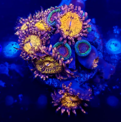 Pink N Gold / Cherry Sour Zoa Combo