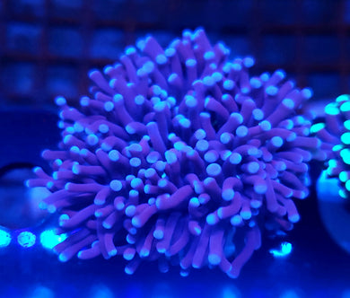 Pink Tip Purple Torch