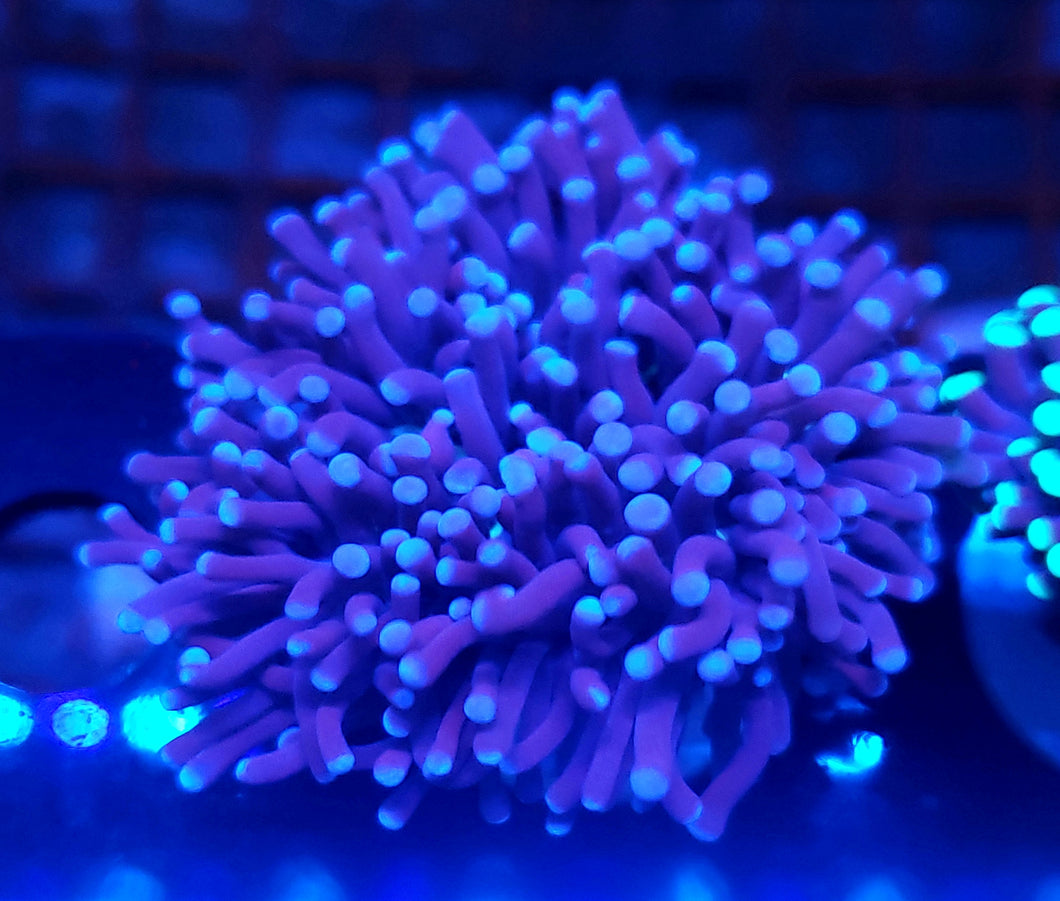 Pink Tip Purple Torch