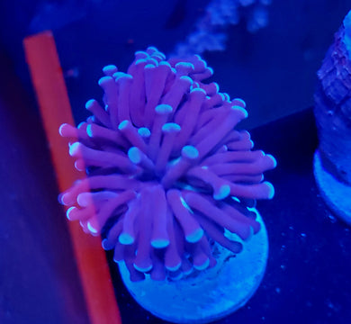 Pink Tip Purple Torch