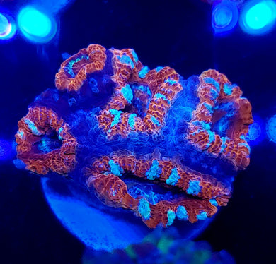Peppermint Acans