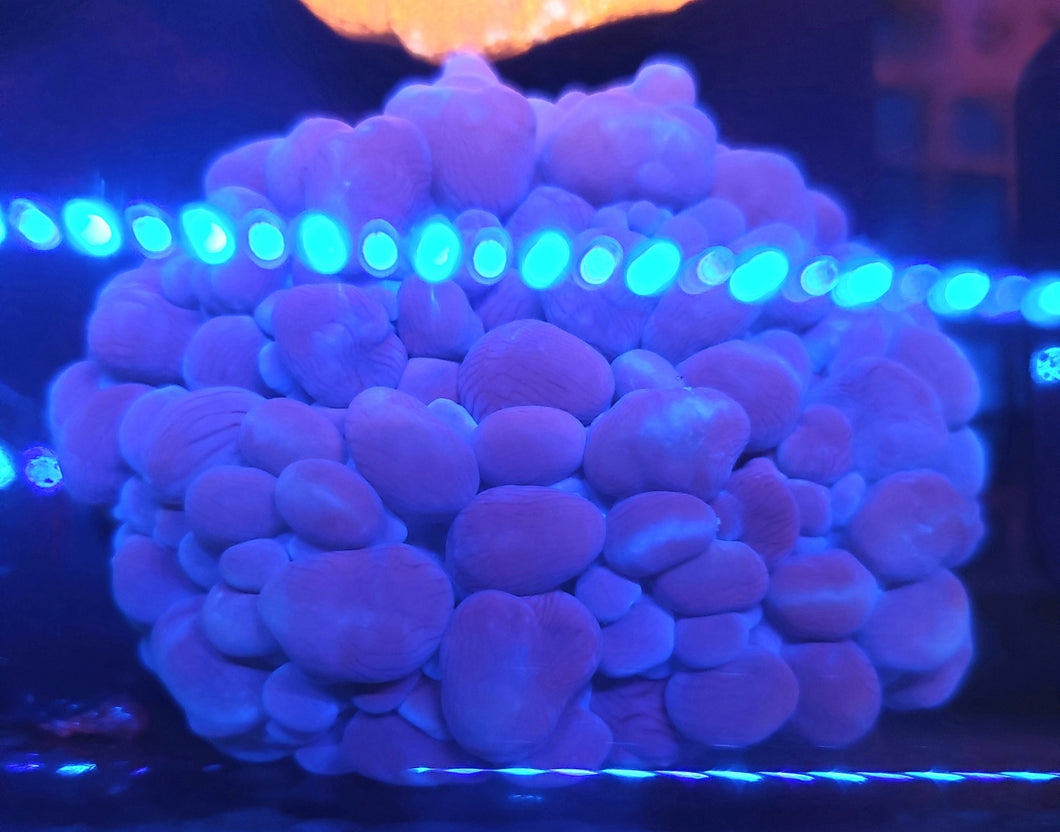 Pink Bubble Coral