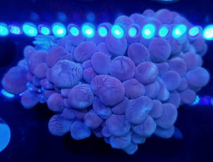 Pink Bubble Coral
