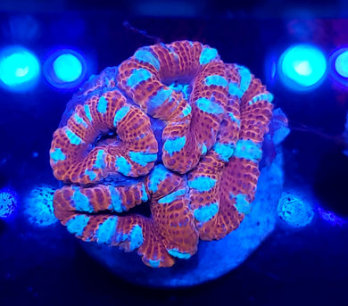 Peppermint Acans