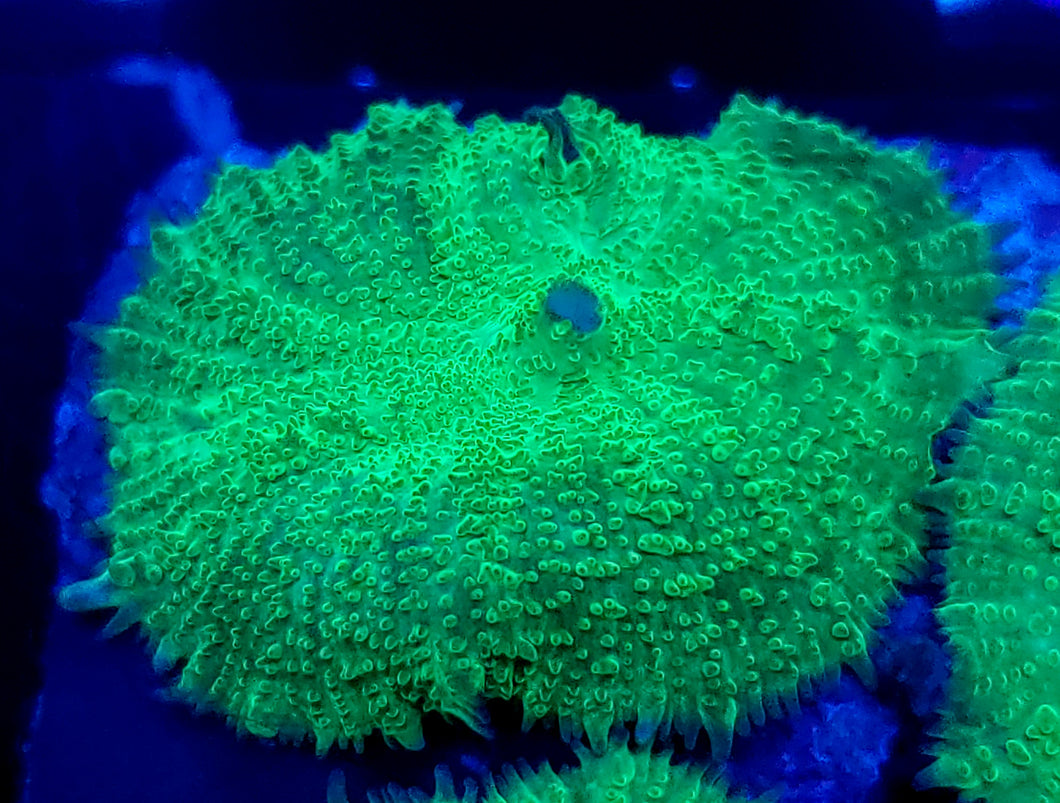 Ultra Green Rhodactis Mushroom