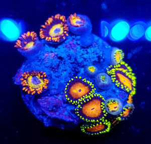 Blue Eye Blonde / Mandarin Orange Zoa Combo