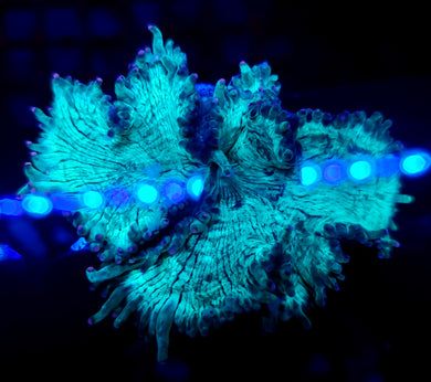 Pink Tip Elegance Coral