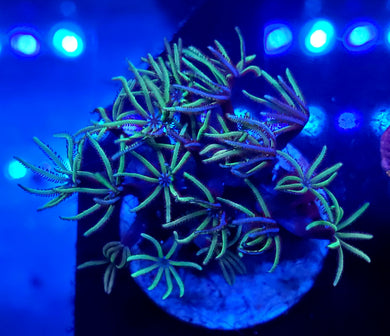 Pipe Organ Coral