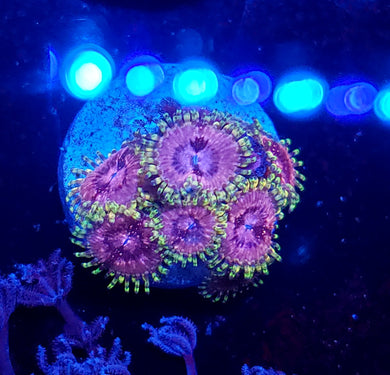 Pink Panties Zoa frag