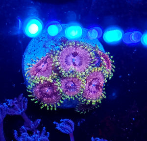 Pink Panties Zoa frag
