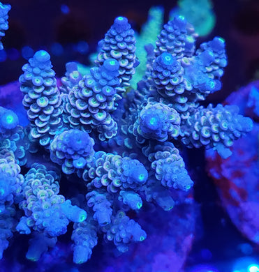 Permafrost Tenuis Acro frag