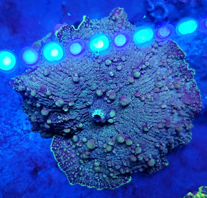 Funky Glitter Bounce Mushroom