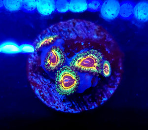 GB Rainbow Eclipse Zoa frag