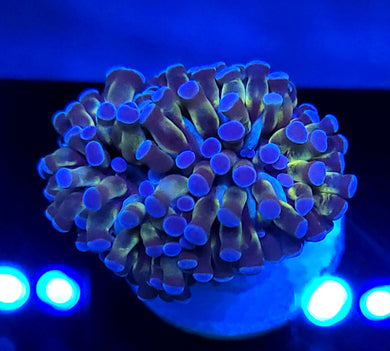 Pink Tip Gold Stalk Cristata Torch