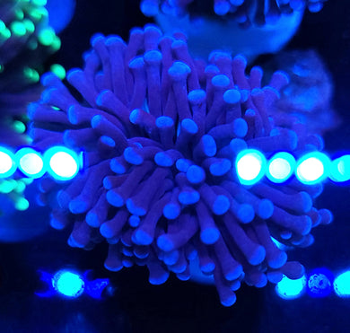 Pink Tip Purple Torch