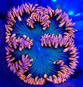 XL Ultra Hot Pink Zebra Flower Anemone – Savage Reef