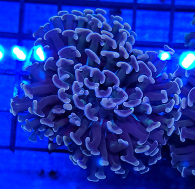 Pink Tip Green Wall Hammer