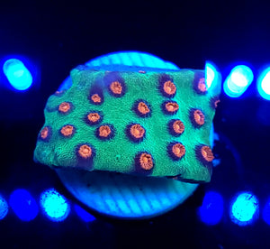 Alien Pox Cyphastrea