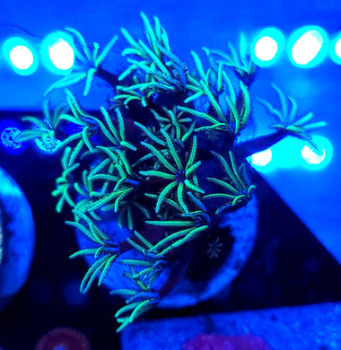Pipe Organ Coral