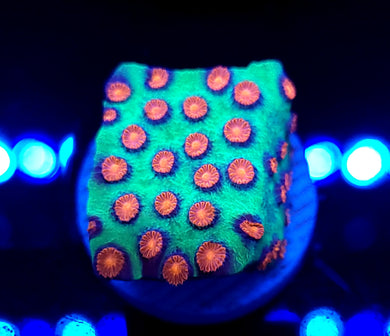 Alien Pox Cyphastrea