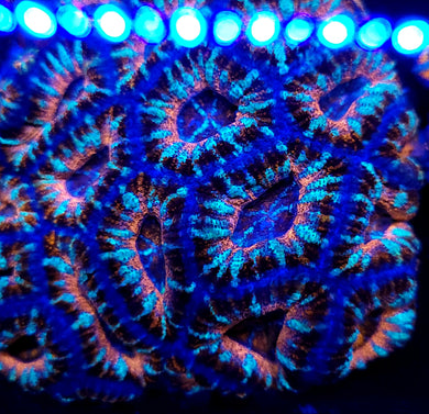 Pink Ring Blue Swirl Acan frag