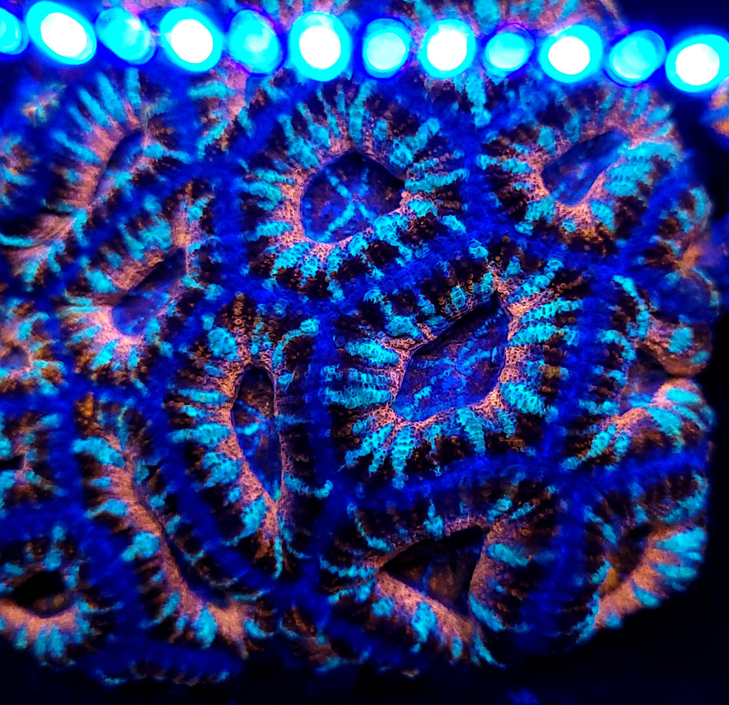 Pink Ring Blue Swirl Acan frag