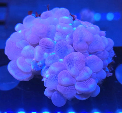 Pink Bubble Coral