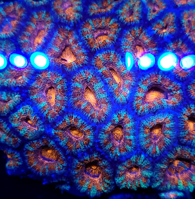 Peppermint Acan frag