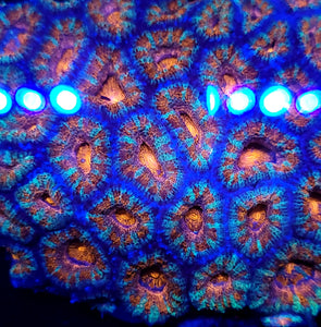 Peppermint Acan frag