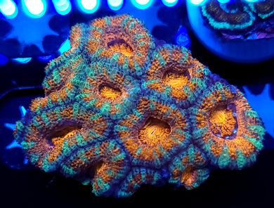 Peppermint Acan Chunk