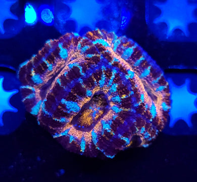 Pink Swirl Acans