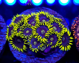 Blueberry Pie Zoas