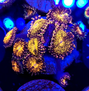 Pink N Gold Zoas