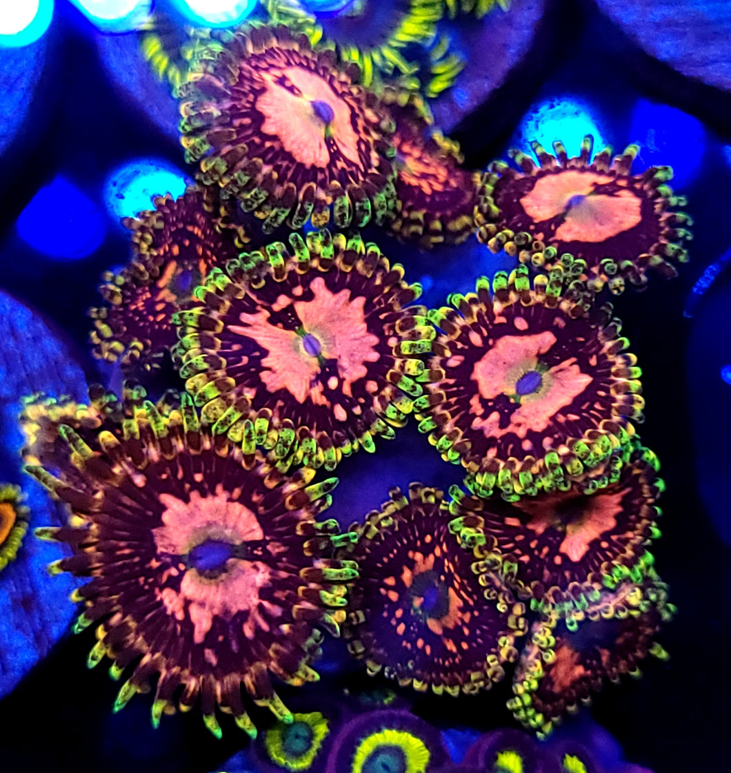 Big R Space Chaos Zoa frag