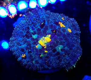 Orange Spotted Blue Rhodactis Mushroom