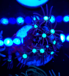 Blue Star Polyps