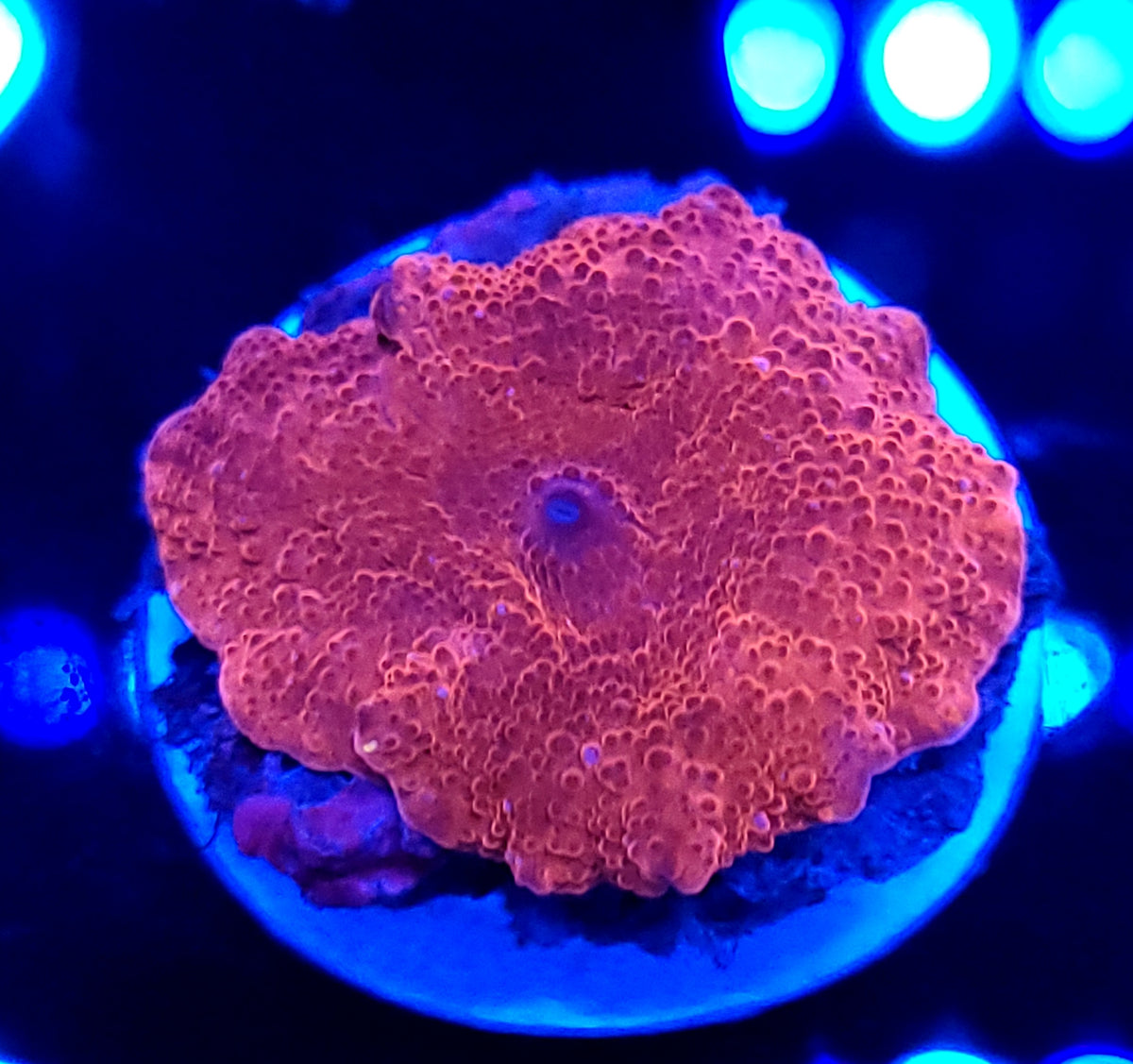 Metallic Red Discoma Mushroom – Savage Reef