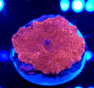 Metallic Red Discoma Mushroom