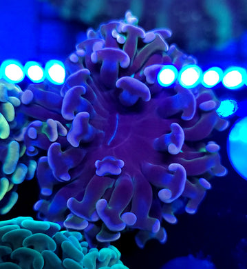 Pink Tip Grail Hammer