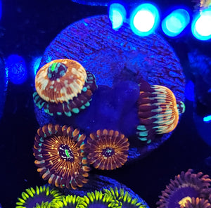 Salted Agave Zoas