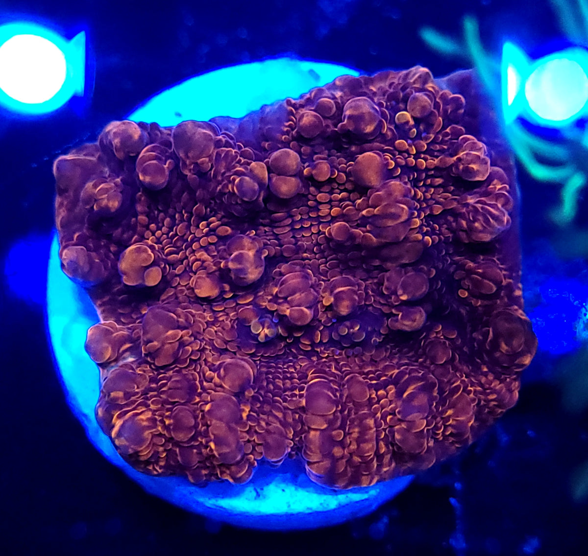 Metallic Red Chalice – Savage Reef