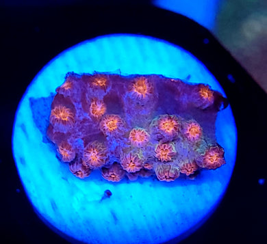 Pink Branching Cyphastrea