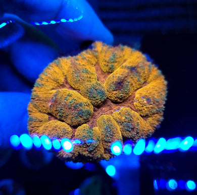 Pink Mouth Orange Symphyllia