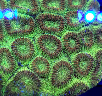 Pickle Rick Favia frag