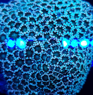 Frosty Tip Alveopora frag