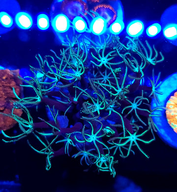 Pipe Organ Coral